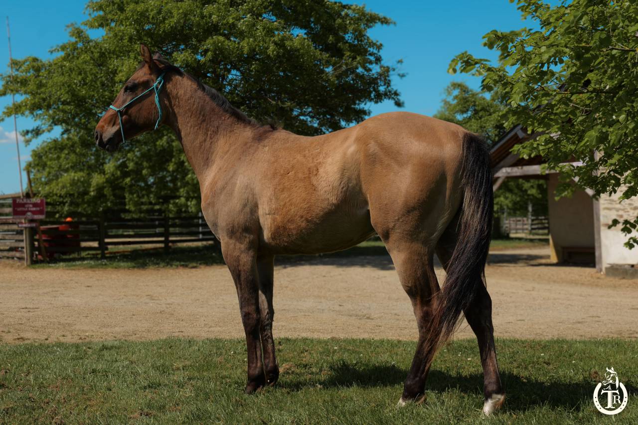 Gelding Paint For sale 2023 Dun