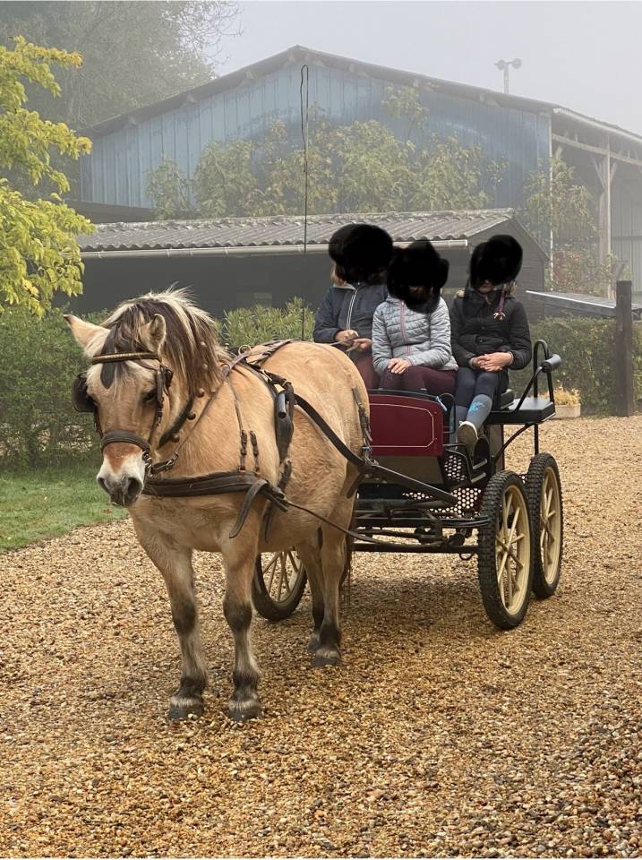 Carriage - Marathon for leisure Pouvreau Dresseuse 1 grand poney 