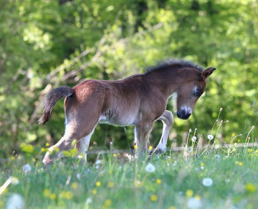 Gelding New Forest For sale 2024 Dark Bay