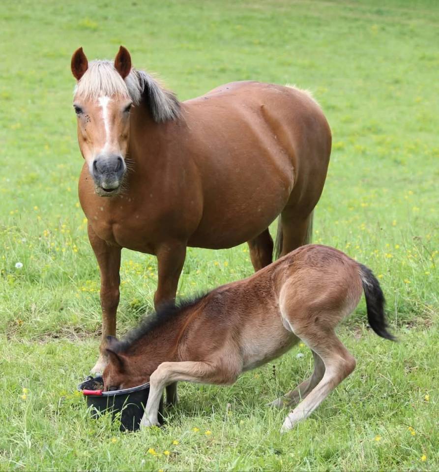 Gelding New Forest For sale 2024 Dark Bay