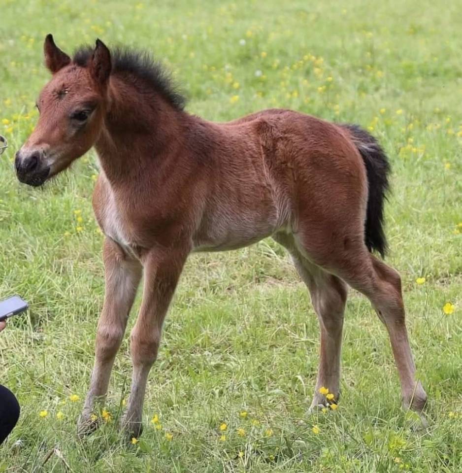 Gelding New Forest For sale 2024 Dark Bay