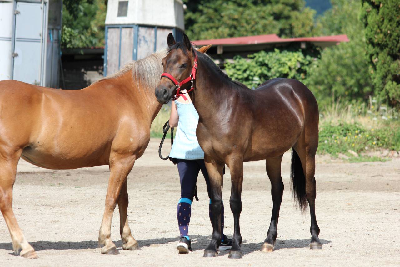 Gelding New Forest For sale 2024 Dark Bay