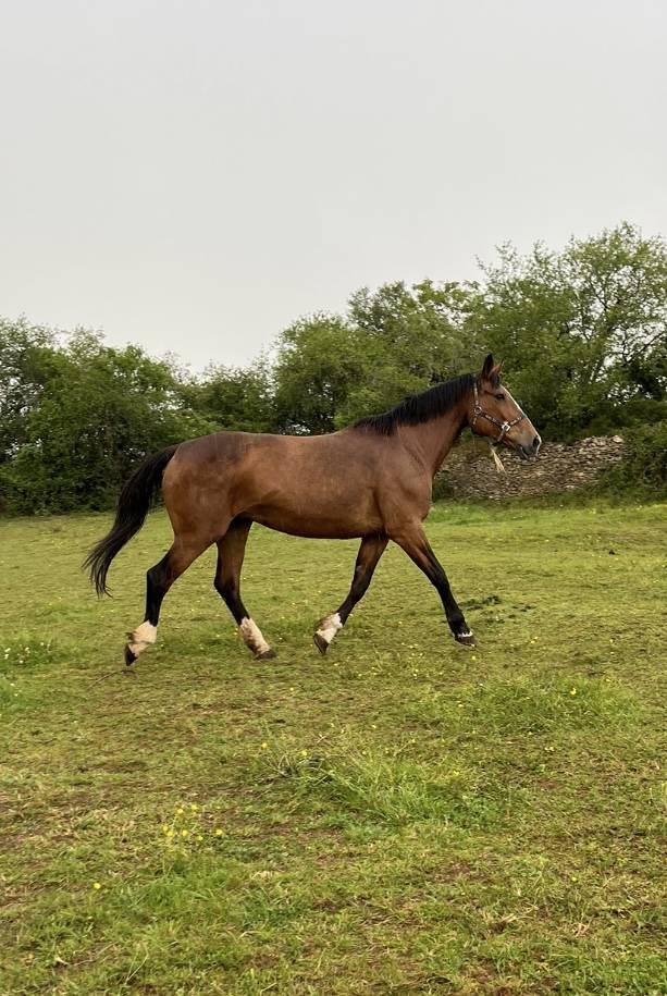 Mare Selle Français For sale 2007 Bay