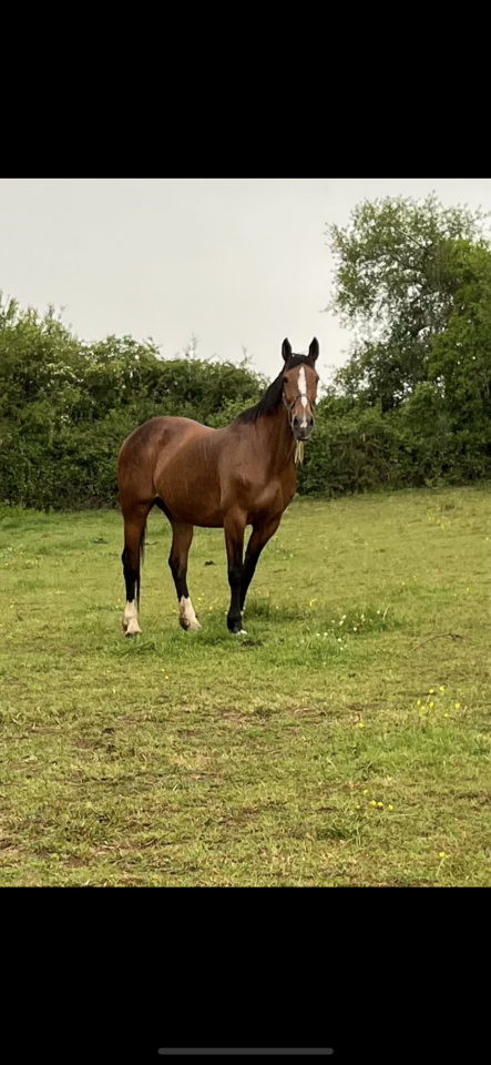 Mare Selle Français For sale 2007 Bay