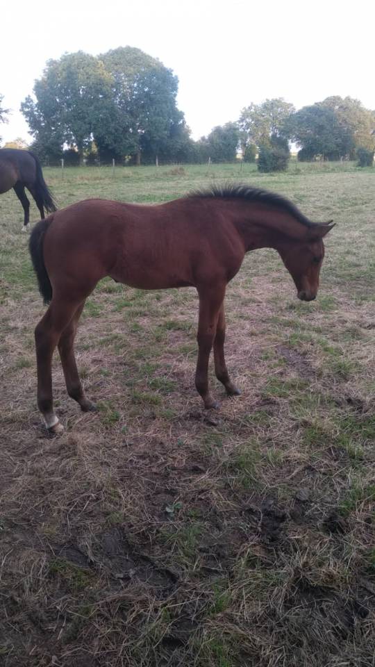 Mare Selle Français For sale 2024 Bay