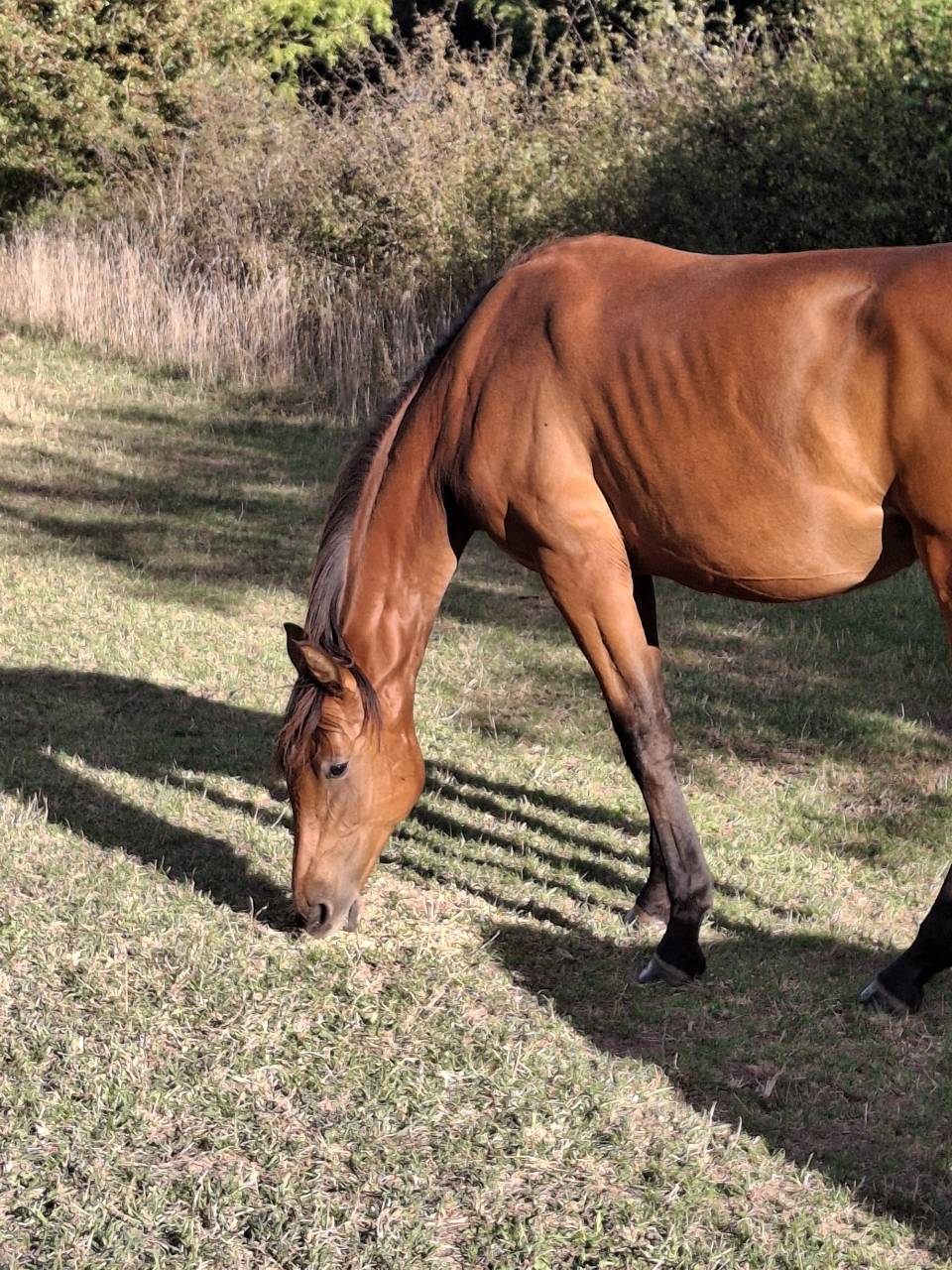 Mare Selle Français For sale 2024 Bay