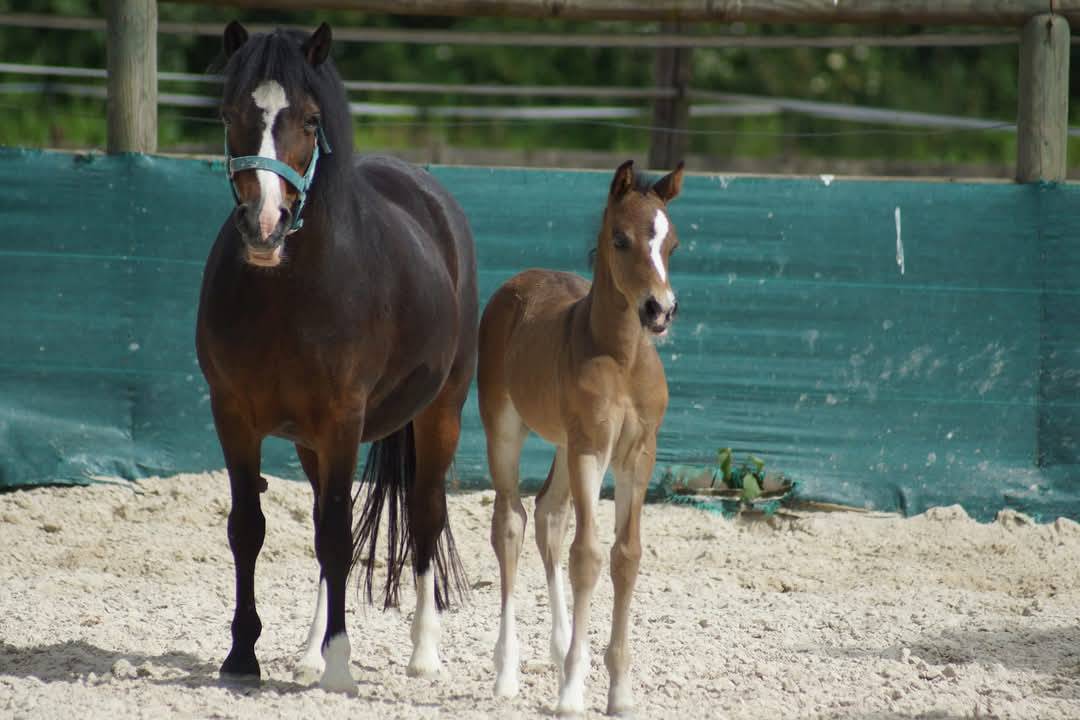 Gelding French Saddle Pony For sale 2024 Dark Bay