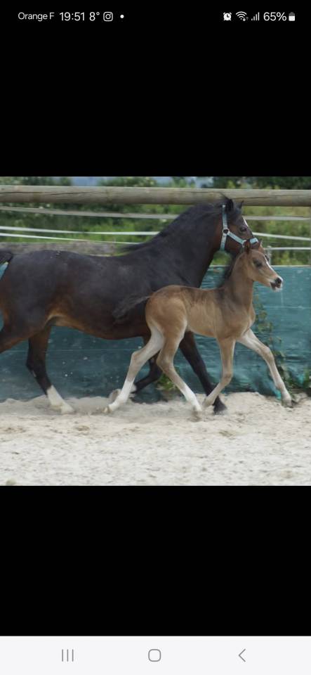 Gelding French Saddle Pony For sale 2024 Dark Bay