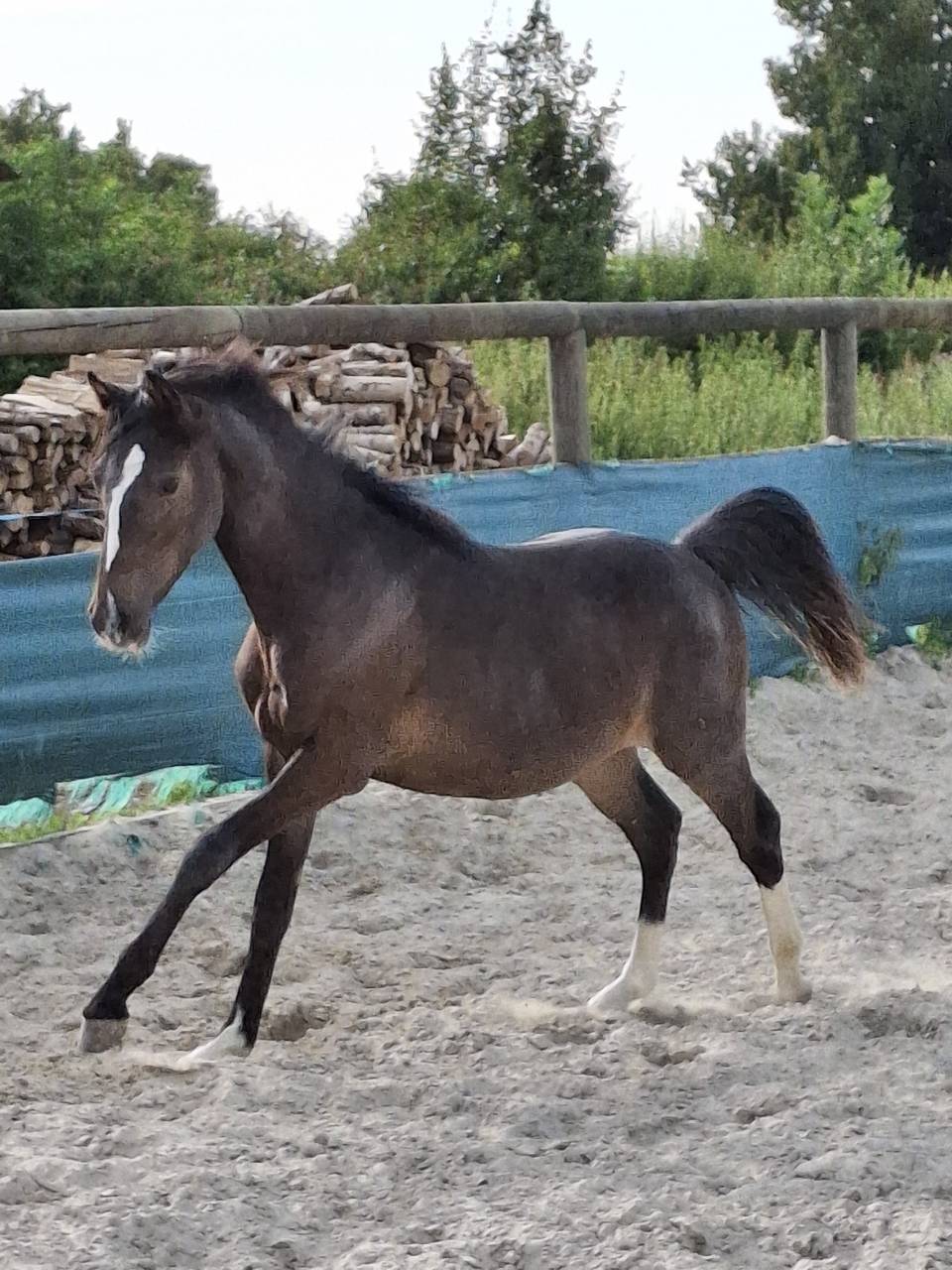 Gelding French Saddle Pony For sale 2024 Dark Bay