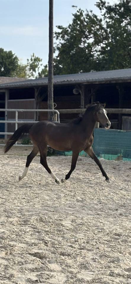 Gelding French Saddle Pony For sale 2024 Dark Bay