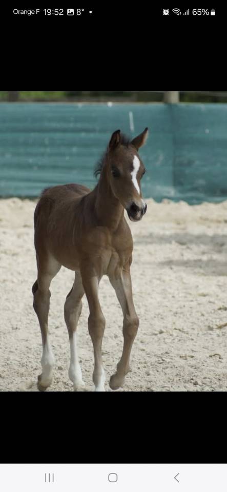 Gelding French Saddle Pony For sale 2024 Dark Bay