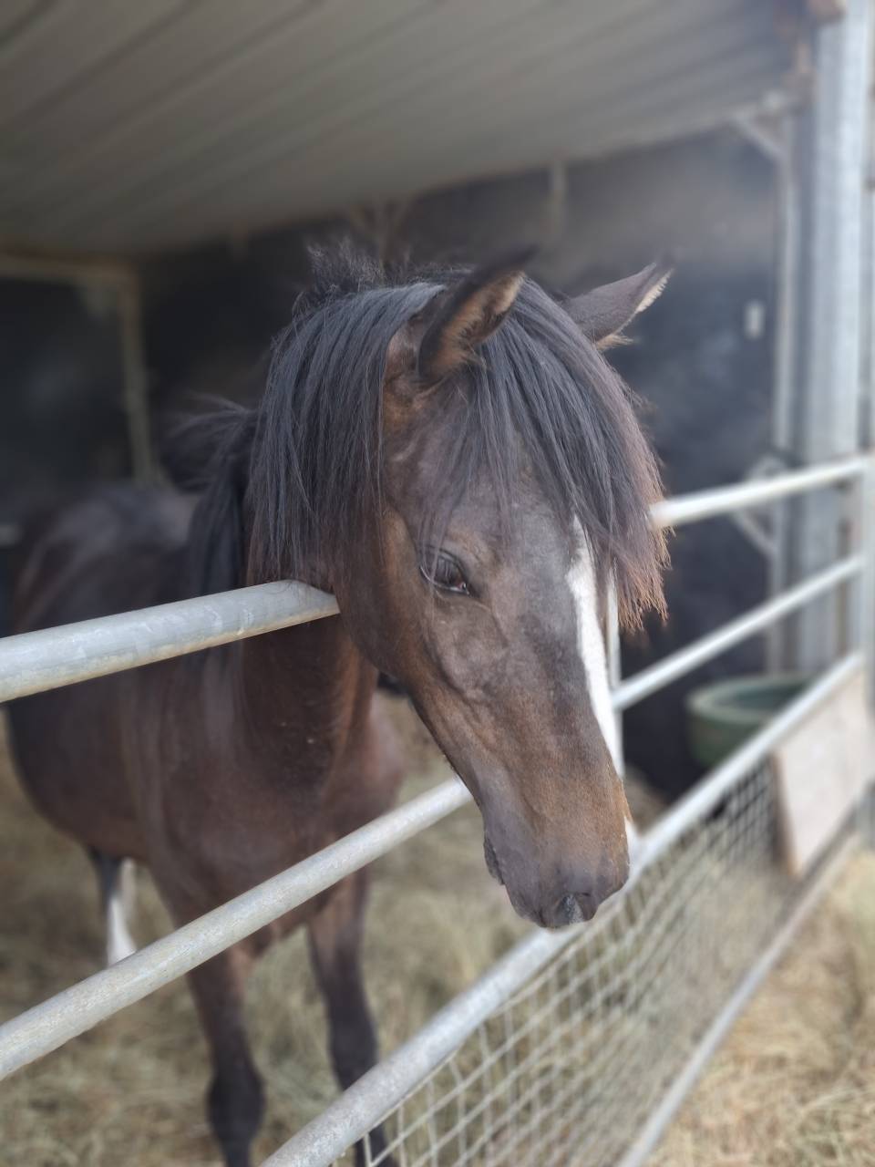Gelding French Saddle Pony For sale 2024 Dark Bay