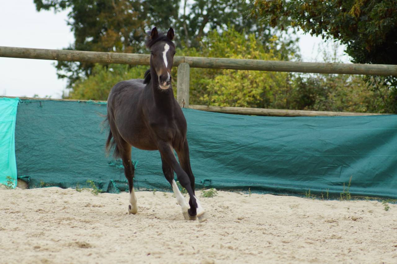 Gelding French Saddle Pony For sale 2024 Dark Bay