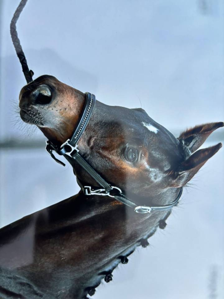 Colt Selle Français For sale 2025 Dark Bay