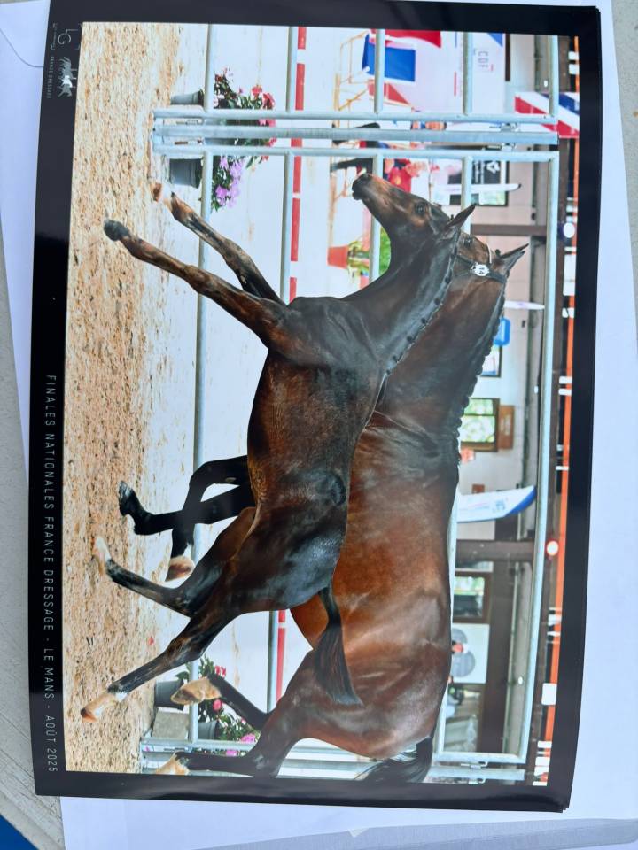 Colt Selle Français For sale 2025 Dark Bay