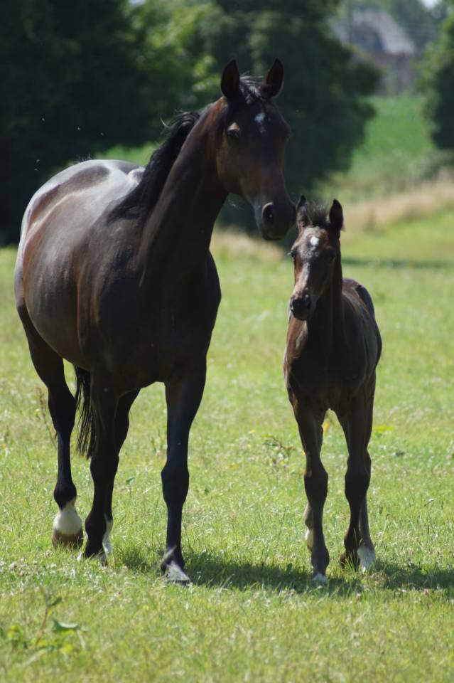 Colt Selle Français For sale 2025 Dark Bay