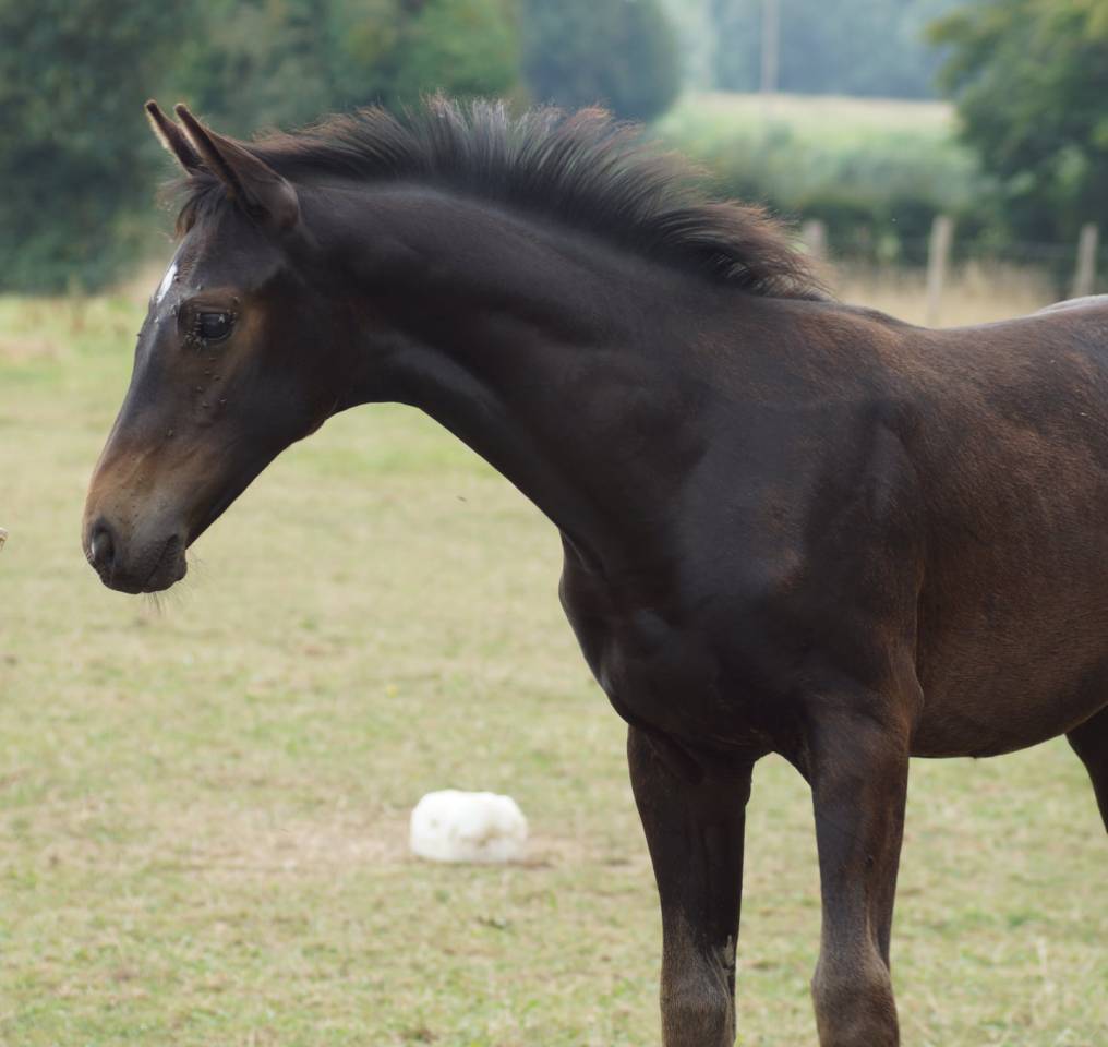 Colt Selle Français For sale 2025 Dark Bay