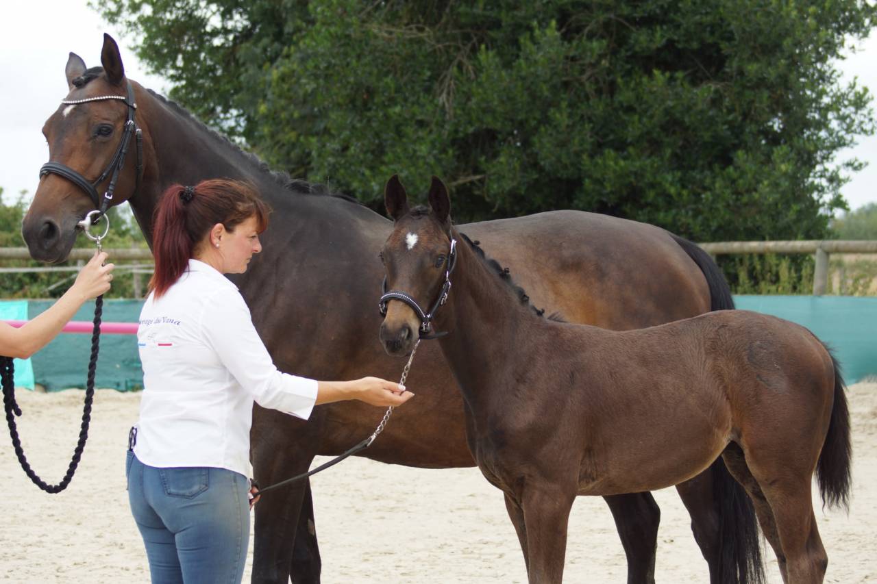 Colt Selle Français For sale 2025 Dark Bay