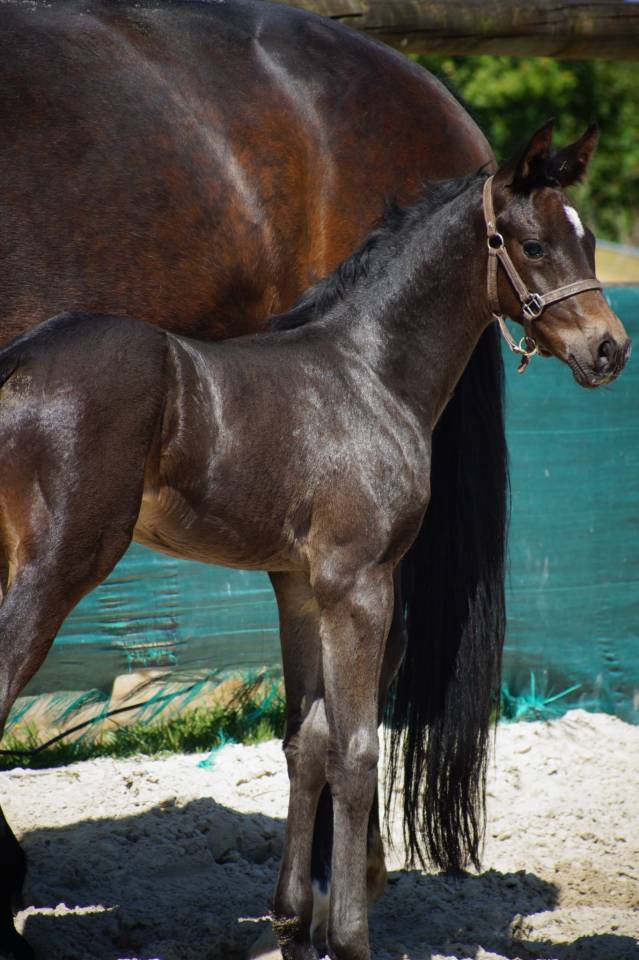 Colt Selle Français For sale 2025 Dark Bay