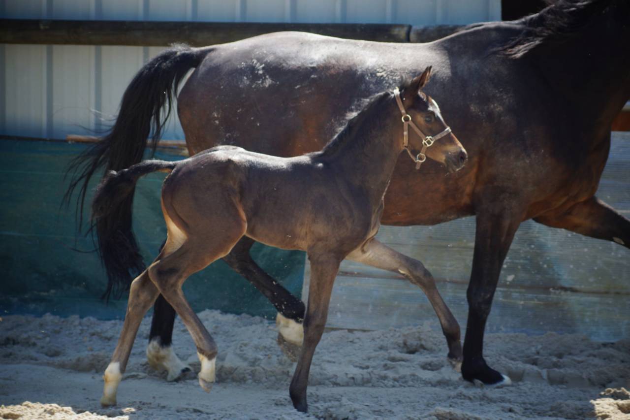 Colt Selle Français For sale 2025 Dark Bay