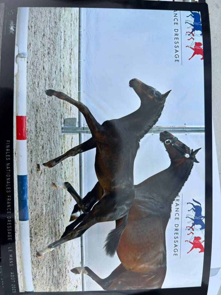 Colt Selle Français For sale 2025 Dark Bay