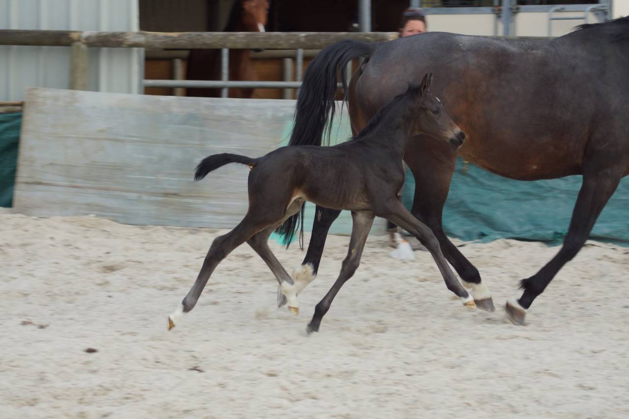 Colt Selle Français For sale 2025 Dark Bay