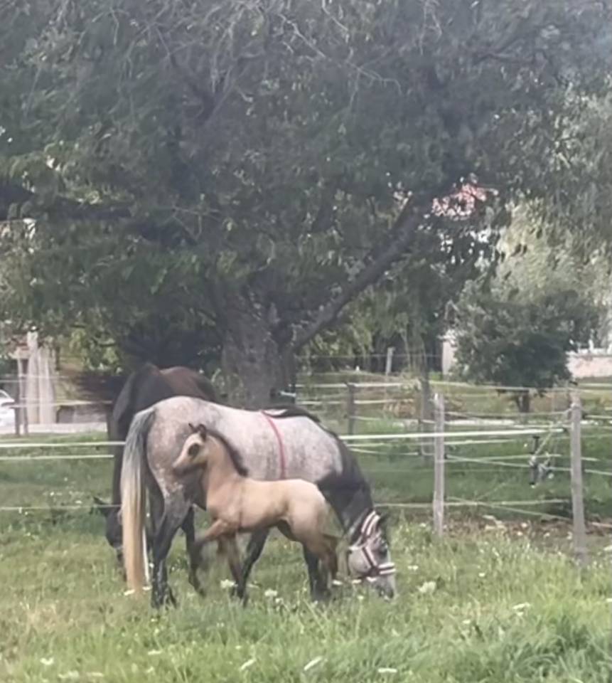 Colt Welsh Part Bred For sale 2025 Bay