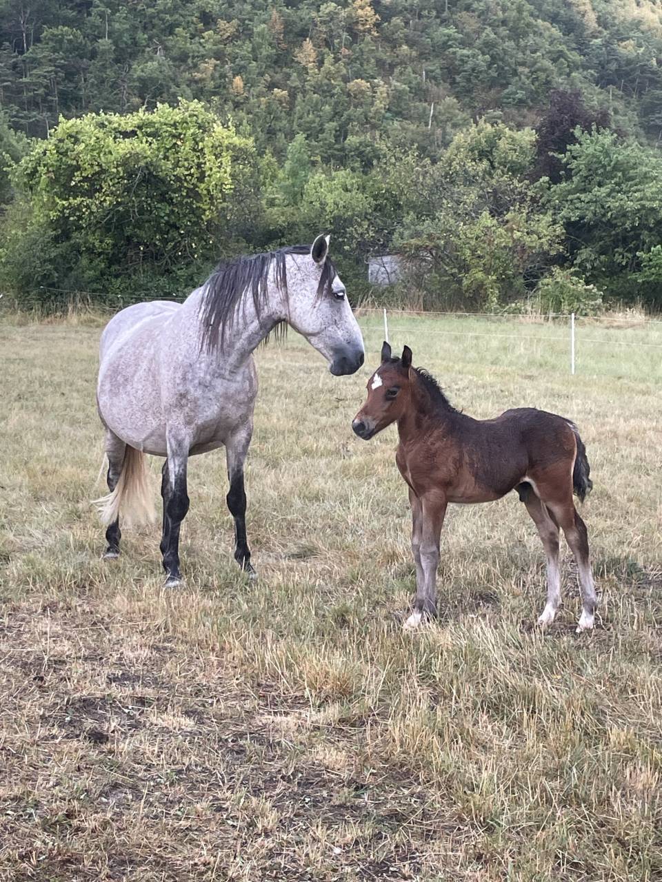 Colt Welsh Part Bred For sale 2025 Bay
