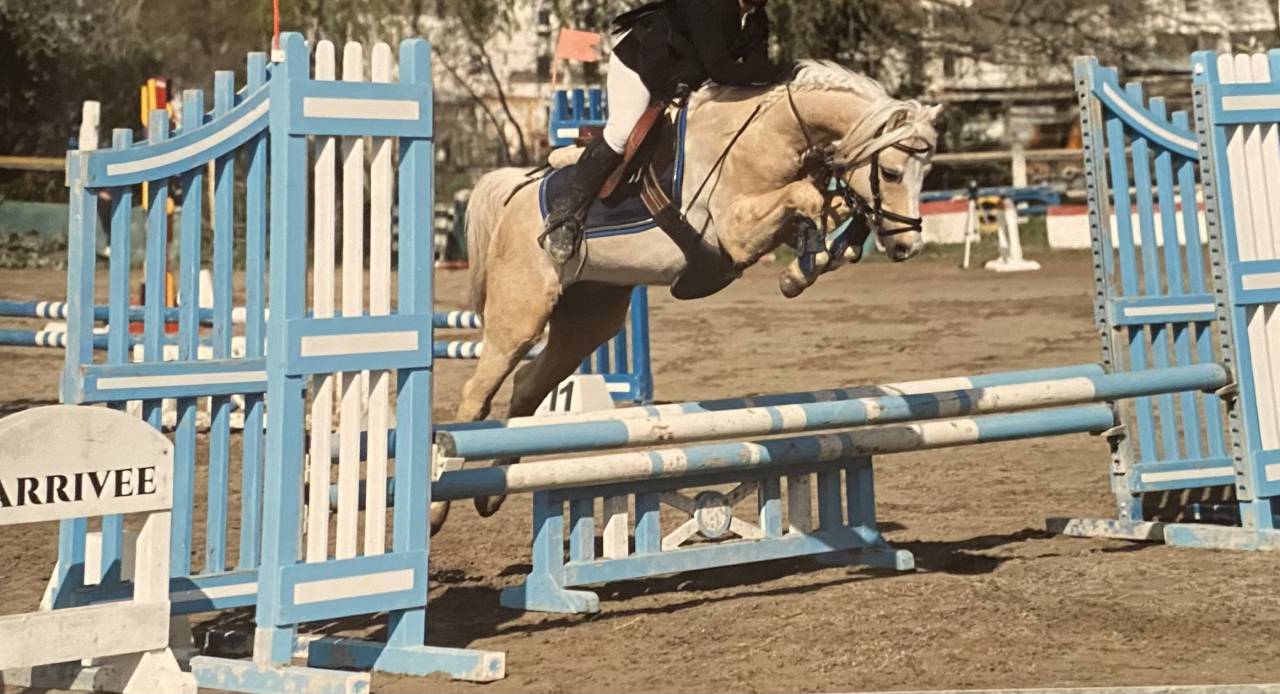 Colt Welsh Part Bred For sale 2025 Bay