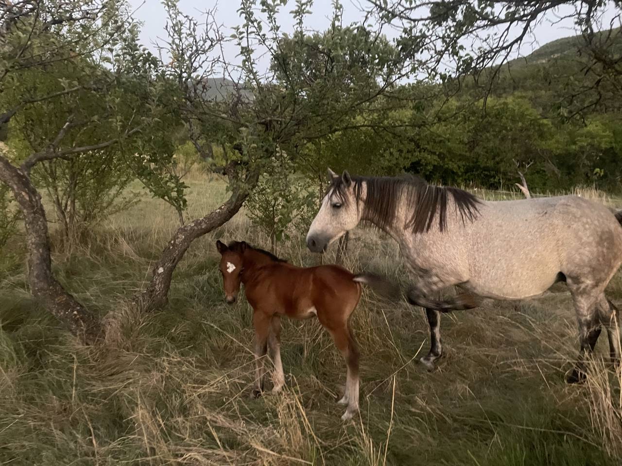 Colt Welsh Part Bred For sale 2025 Bay