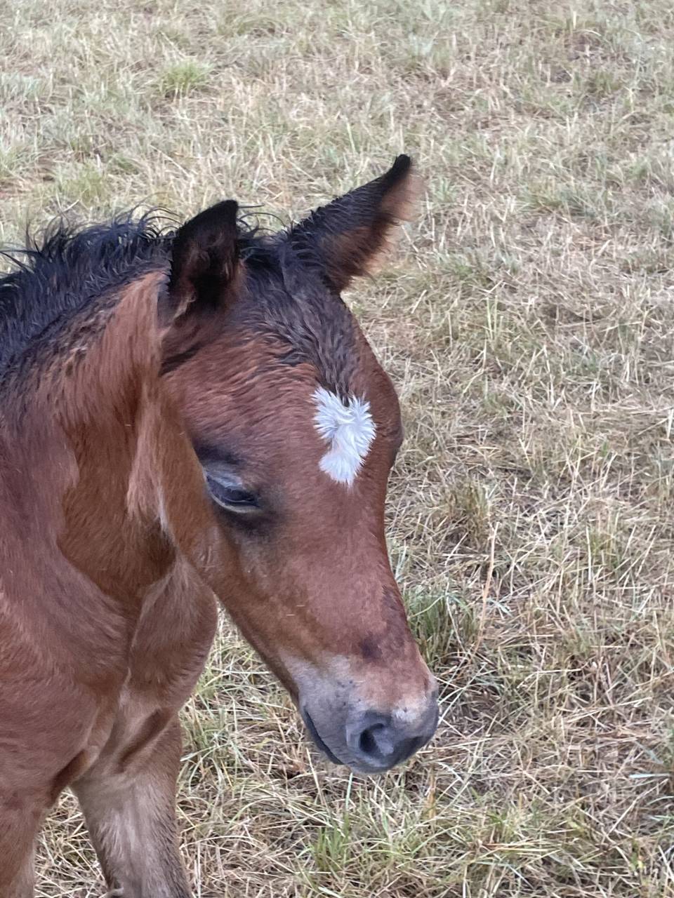 Colt Welsh Part Bred For sale 2025 Bay