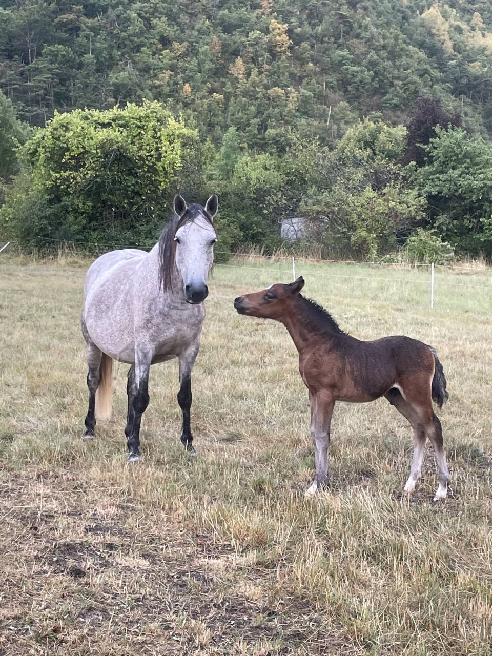 Colt Welsh Part Bred For sale 2025 Bay