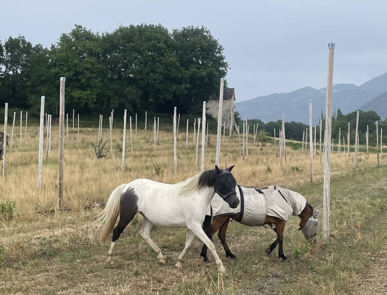 Filly Origin Recorded For sale 2023 Coloured