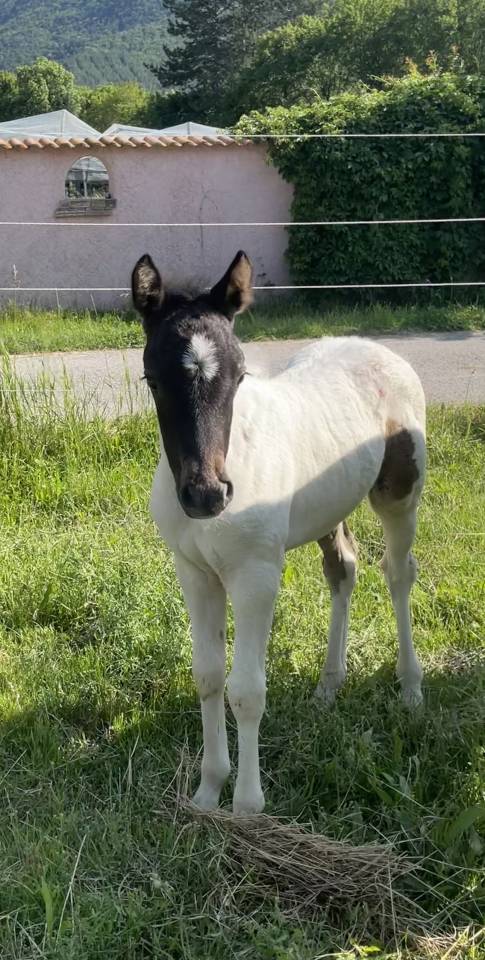 Filly Origin Recorded For sale 2023 Coloured