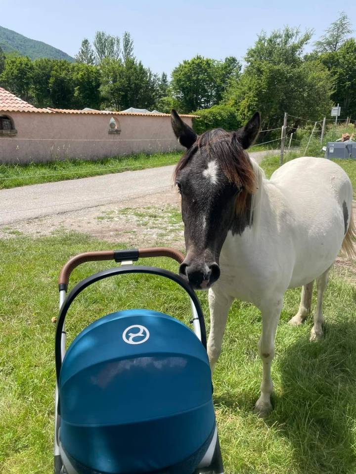 Filly Origin Recorded For sale 2023 Coloured