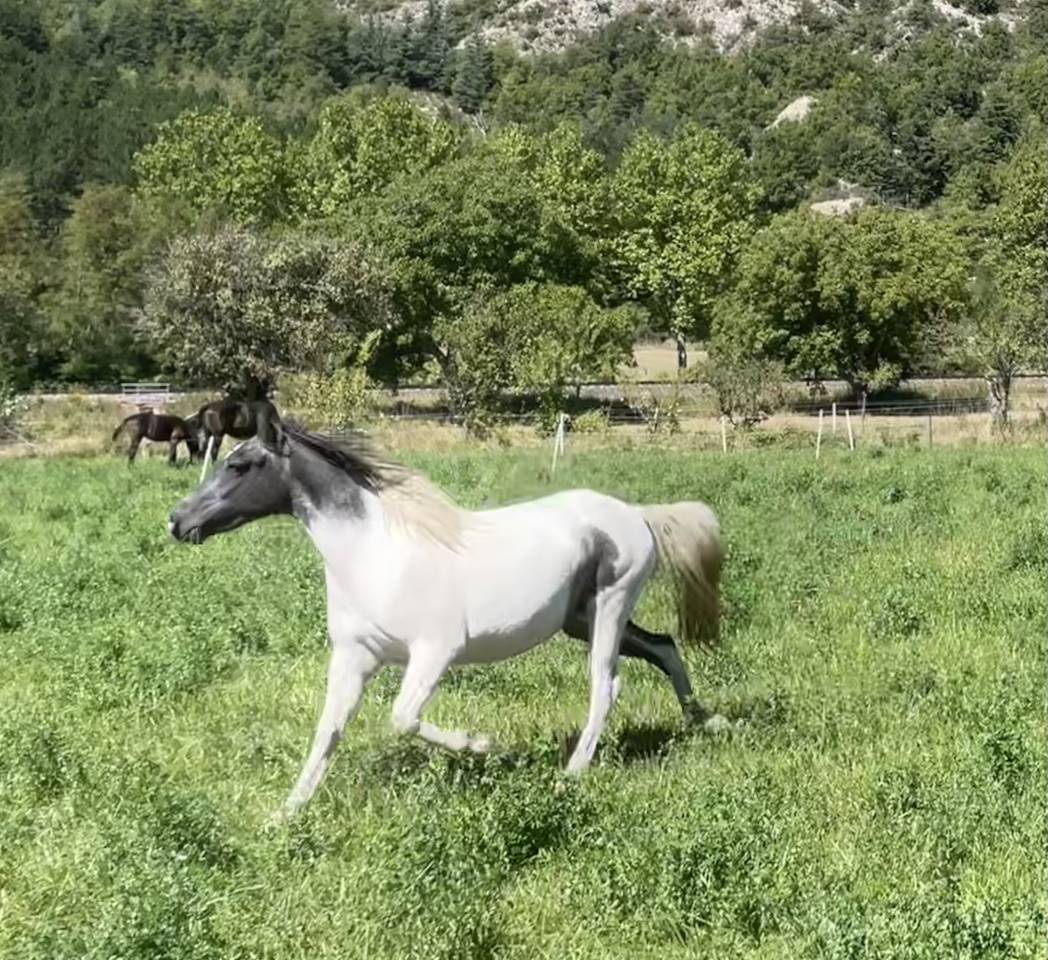 Filly Origin Recorded For sale 2023 Coloured