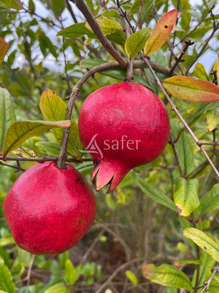 Other agricultural property  Dordogne