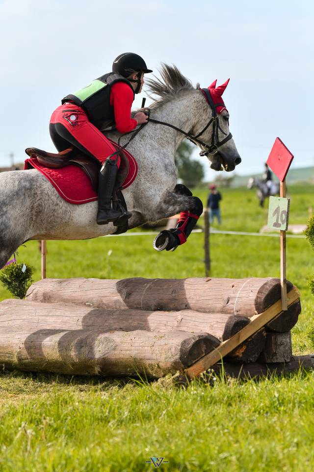 Gelding Connemara Part-Livery 2012 Grey