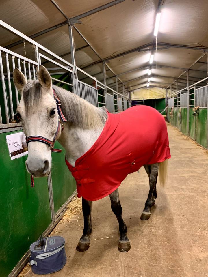 Gelding Connemara Part-Livery 2012 Grey