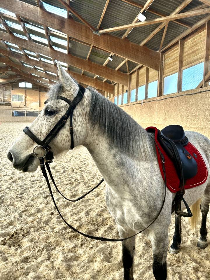 Gelding Connemara Part-Livery 2012 Grey