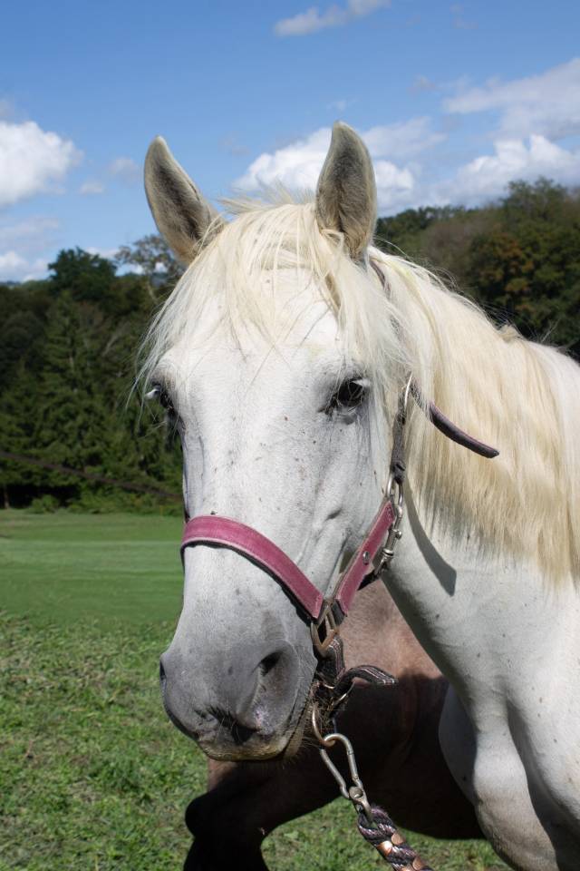 Broodmare Connemara For sale 2012 Grey