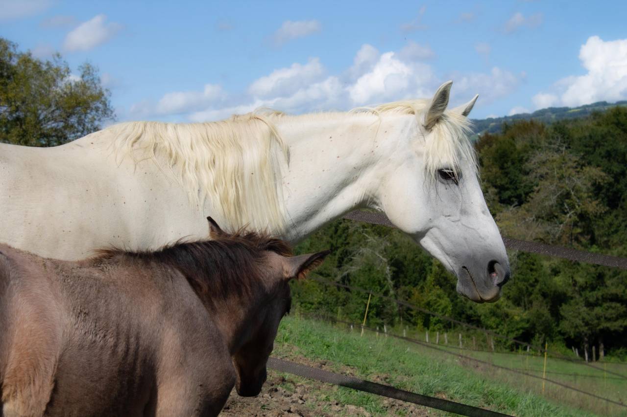 Broodmare Connemara For sale 2012 Grey