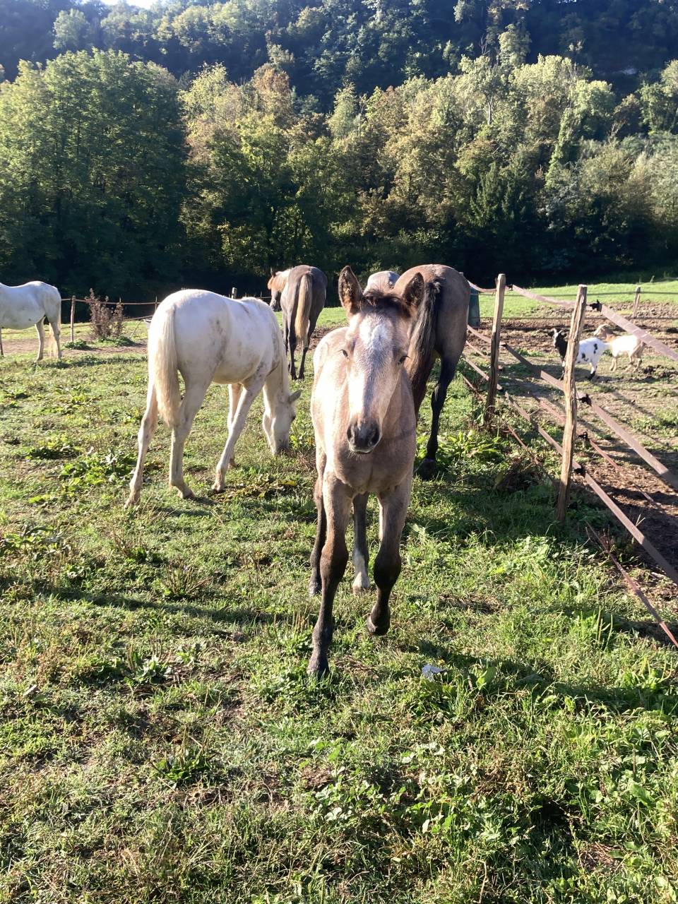 Broodmare Connemara For sale 2012 Grey
