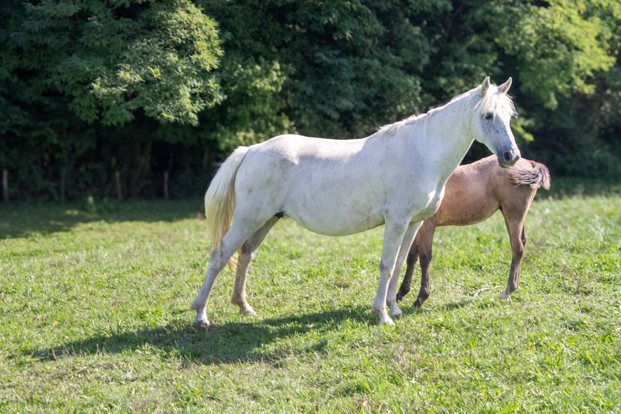 Broodmare Connemara For sale 2012 Grey