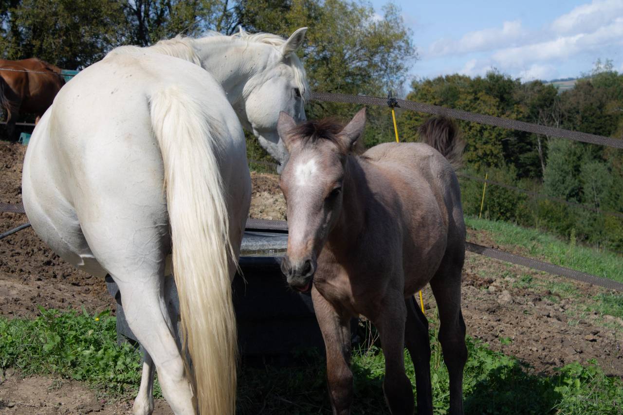 Broodmare Connemara For sale 2012 Grey