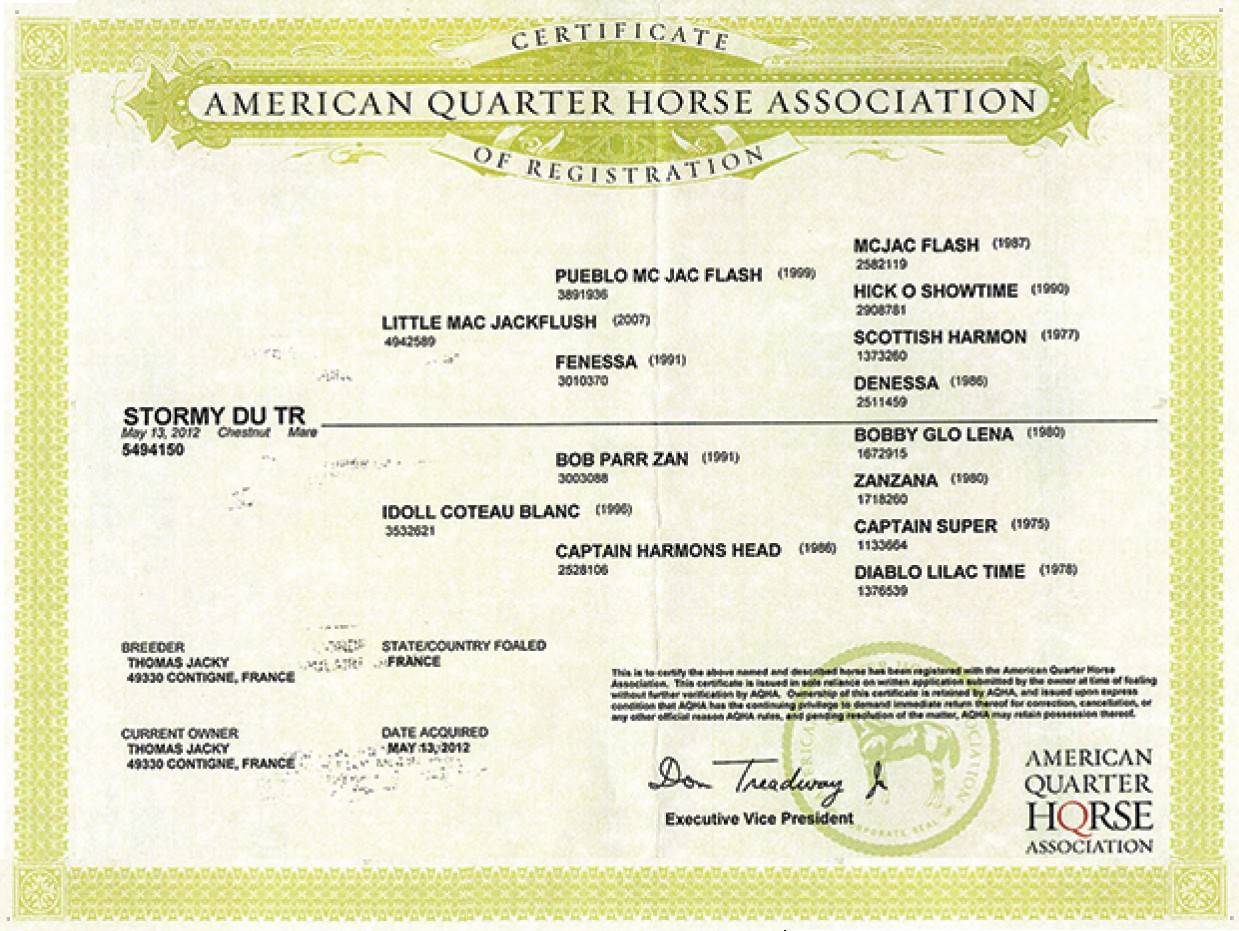 Mare Quarter For sale 2012 Chesnut