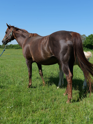 Mare Quarter For sale 2012 Chesnut