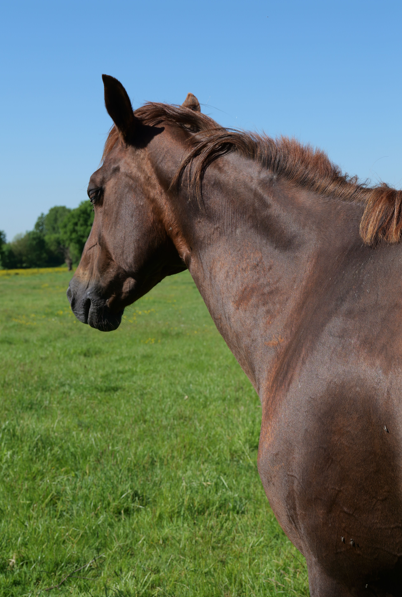 Mare Quarter For sale 2012 Chesnut