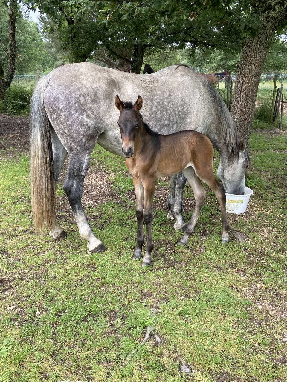 Filly PRE Pure Spanish Bred For sale 2025 Grey