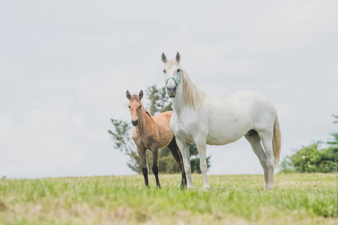 Filly PRE Pure Spanish Bred For sale 2025 Grey